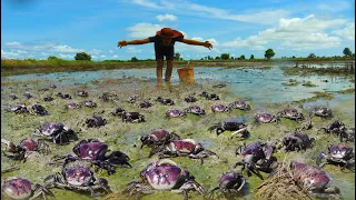 Wow wow amazing catching field crabs in mud & moss when low water at rice field by a fisherman skill