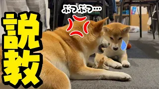 姉柴犬に犬語で説教をくらった子犬が逆ギレして大変なことになりました…