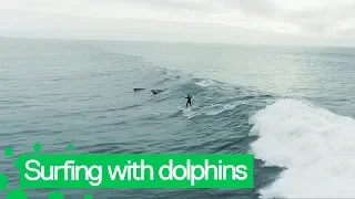 Dolphins Jump Alongside Surfer Off LA Coast