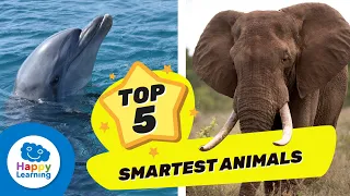 THE 5 SMARTEST ANIMALS | Educational Videos for Children