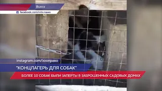 Концлагерь для собак обнаружен в Выксунском районе