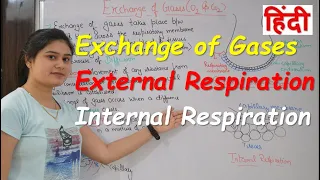 Exchange of Gases in hindi | External and internal Respiration | mechanism of gas exchange