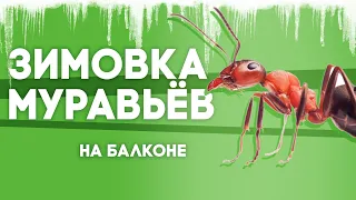 ЗИМА БЛИЗКО - ЗИМОВКА МУРАВЬЁВ В ДОМАШНИХ УСЛОВИЯХ НА БАЛКОНЕ! Как провести зимовку муравьям?