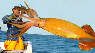 Amazing Giant Squid Catching in The Sea - Modern Fast( SQUID)Fishing Technology on Big Boat