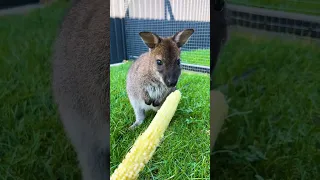 Кенгуру ест свежую кукурузу 😽