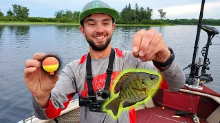 FISHING WITH A LIVE BLUEGILL!!