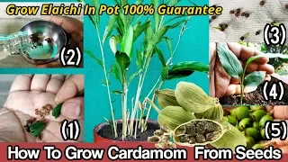 How To Grow Cardamom From Seeds : Grow Elaichi in pot Step By Step Guide With 6 Months Updates