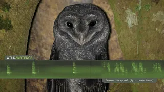 Greater Sooty Owl - Calls & Sounds