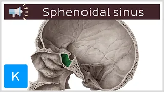 Sphenoidal sinus | Anatomical Terms Pronunciation by Kenhub