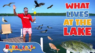 What Lives at the Lake? | Animal Videos for Kids | Baba Blast!