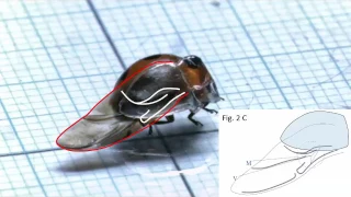 Wing-folding motion of a ladybird beetle