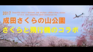 桜と飛行機のコラボ映像　成田さくらの山公園2017