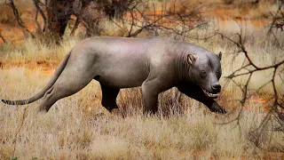 Najpotężniejsze drapieżniki Afryki po dinozaurach