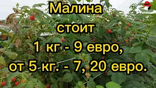 КТО СОБИРАЕТ МАЛИНУ  и ЗАЧЕМ?   МАЛИНА Дорогая Ягода!  12€, за кг.