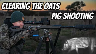 Clearing the Oats || Feral Pig, Cat & Fox Shooting with my 308Win Rifle & Thermion 2 LRF XG50