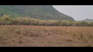 Elephant sighting in Bandhavgarh national park