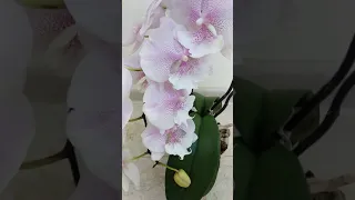 Цветение орхидеи Queen Kizz