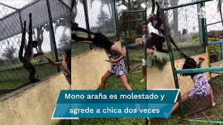 Mono araña enjaulado “desgreña” a una joven que lo molestaba