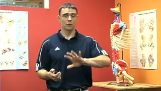 Training The Athletic Shoulder: Corrective Exercise Functional Anatomy