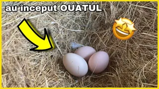 Au început OUATUL găinile AUSTRALORP !?🥳🥚