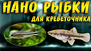 САМЫЕ МАЛЕНЬКИЕ АКВАРИУМНЫЕ РЫБКИ ДЛЯ КРЕВЕТОЧНИКА!