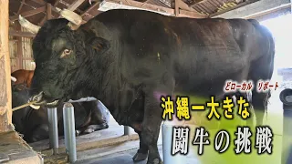 規格外！沖縄一大きな"闘牛"の挑戦  春の全島闘牛大会