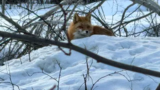 More of Our Alaskan Red Fox in Anchorage