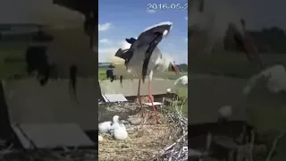 Mother stork throws out immature baby to increase survival chances of other babies.