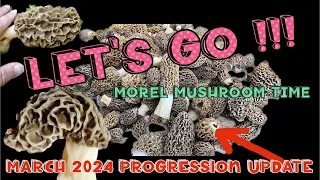 Let’s Go! | Morel Mushroom Progression 2024, #morelmushroomhunting, #foraging, #morelmushrooms