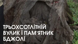 Трьохсотлітній вулик і пам'ятник бджолі: на Волині діє музей бджільництва