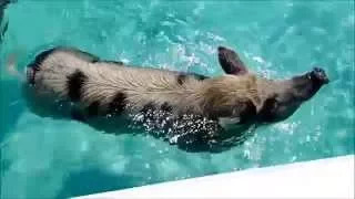 The Swimming Pigs of Big Major Cay, Exumas