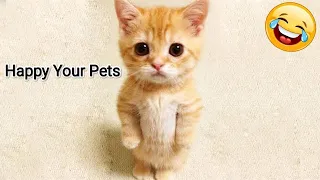 Try Not To Laugh Cats and Dogs 🐱🐶 Funny Animal Videos 2023 | Part 97