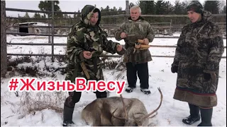 Трое суток из ЖизниВлесу🌲Сбор оленей 🦌