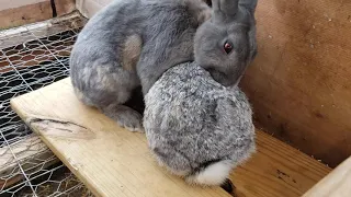 how to mate your rabbits, what do you do if the female won't lift