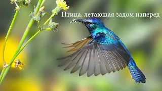 Колибри/ Удивительная птица, которая может летать задом наперед
