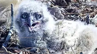 Great Horned Owl~Little Grey's beautiful eyes 🥰 ~4:37 PM 2022/03/13