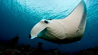 UNBELIEVABLE! EXTREME CLOSE-UP OF A GIANT MANTA RAY - PAPUA NEW GUINEA in 4K