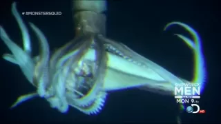 Giant Squid (Architeuthis) footage, January 27, 2013