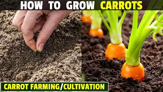 How To Grow Carrots | Carrot Farming | Carrot Cultivation