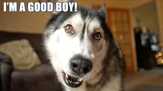 Talking Husky Calls Himself A Good Boy!