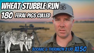 Wheat Stubble Run || Feral Pig Shooting || 300AAC Rifle & Thermion 2 LRF XL50 || ATV Action