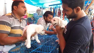 galiff Street Pet Market |galiff Street dog market | labrador | spitz | rottweiler| cocker spaniel