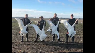 2018 Washington County NC Swan Hunt