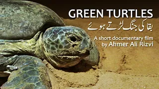 Green Turtles of Karachi Beach  بقا کی جنگ لڑتے ہوئے