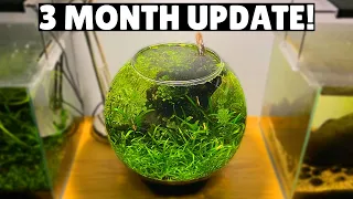 Jungle Style Planted Fish Bowl - 3 Month Update!