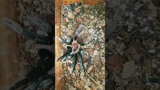 ( напал в конце видео:) Brachypelma vagans известен как Мексиканский красноволосый паук-птицеед