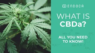 What is CBDa? 9 Facts (That You Probably Didn't Know!)