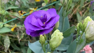 207-How to grow and care Lisianthus flowers/summer flower