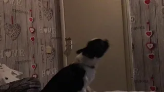 Diego Howling at himself