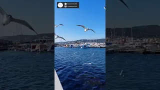 Seagulls singing at Marmara Sea in the Spring | Çanakkale Türkiye